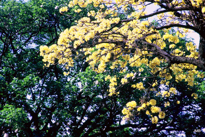 AÑO 1973 - COLOR - VIDA CAMPESINA EN PARAGUAY (JOSÉ MARÍA BLANCH)
